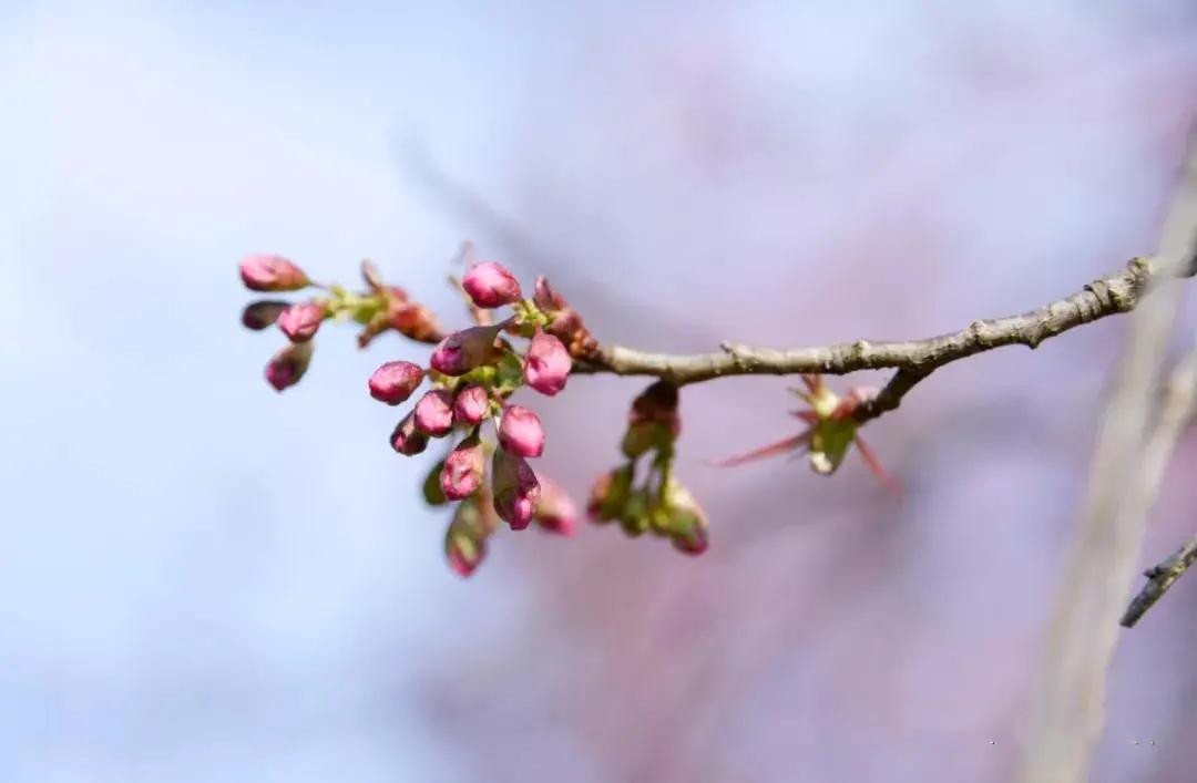 紅河太平湖森林小鎮(zhèn)櫻花